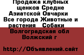 Продажа клубных щенков Средне Азиатской Овчарки - Все города Животные и растения » Собаки   . Волгоградская обл.,Волжский г.